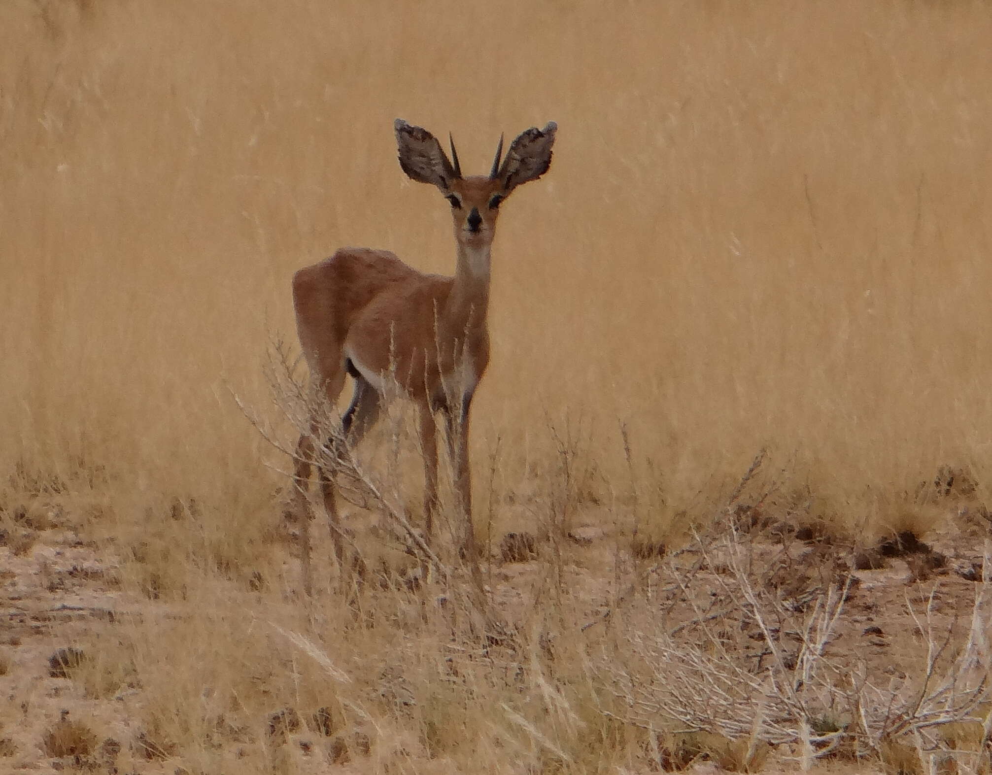 Image of Steenbok