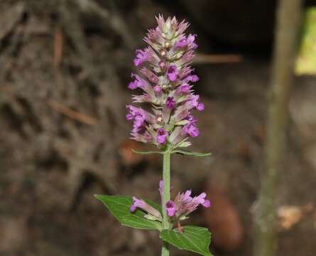 Image of Trans-Pecos giant hyssop