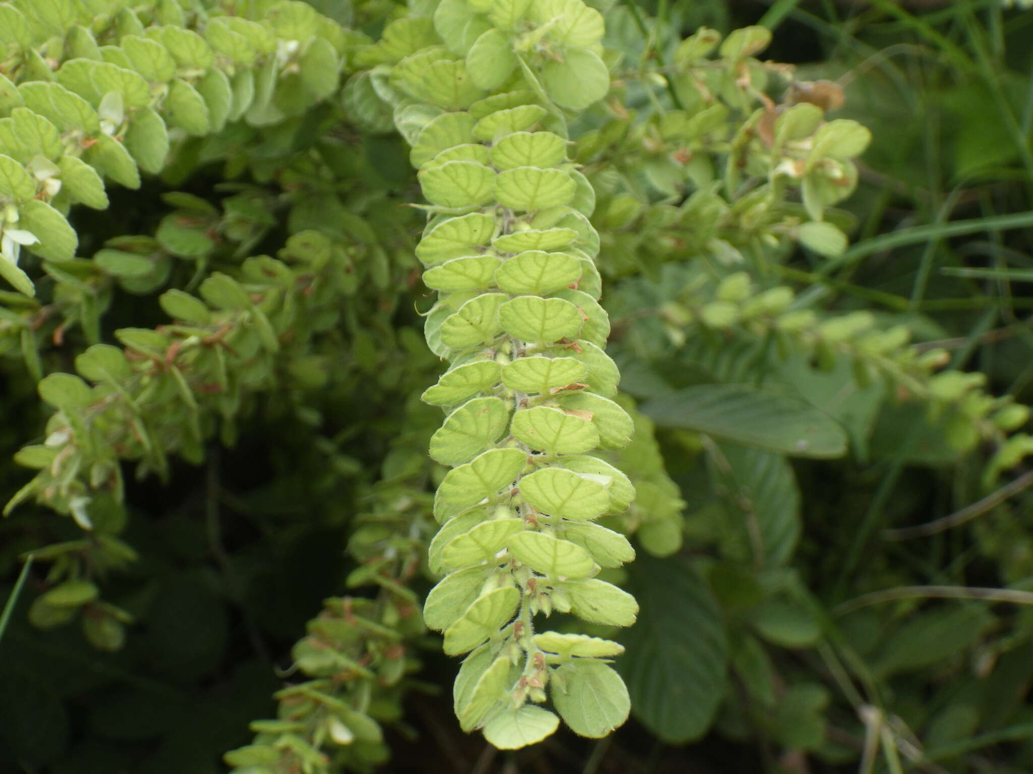 Sivun Phyllodium pulchellum (L.) Desv. kuva