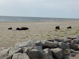 Image of muskox