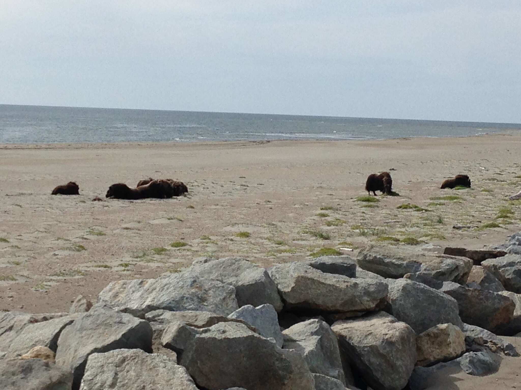 Image of muskox