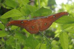 Image of Antheraea larissa (Westwood 1847)