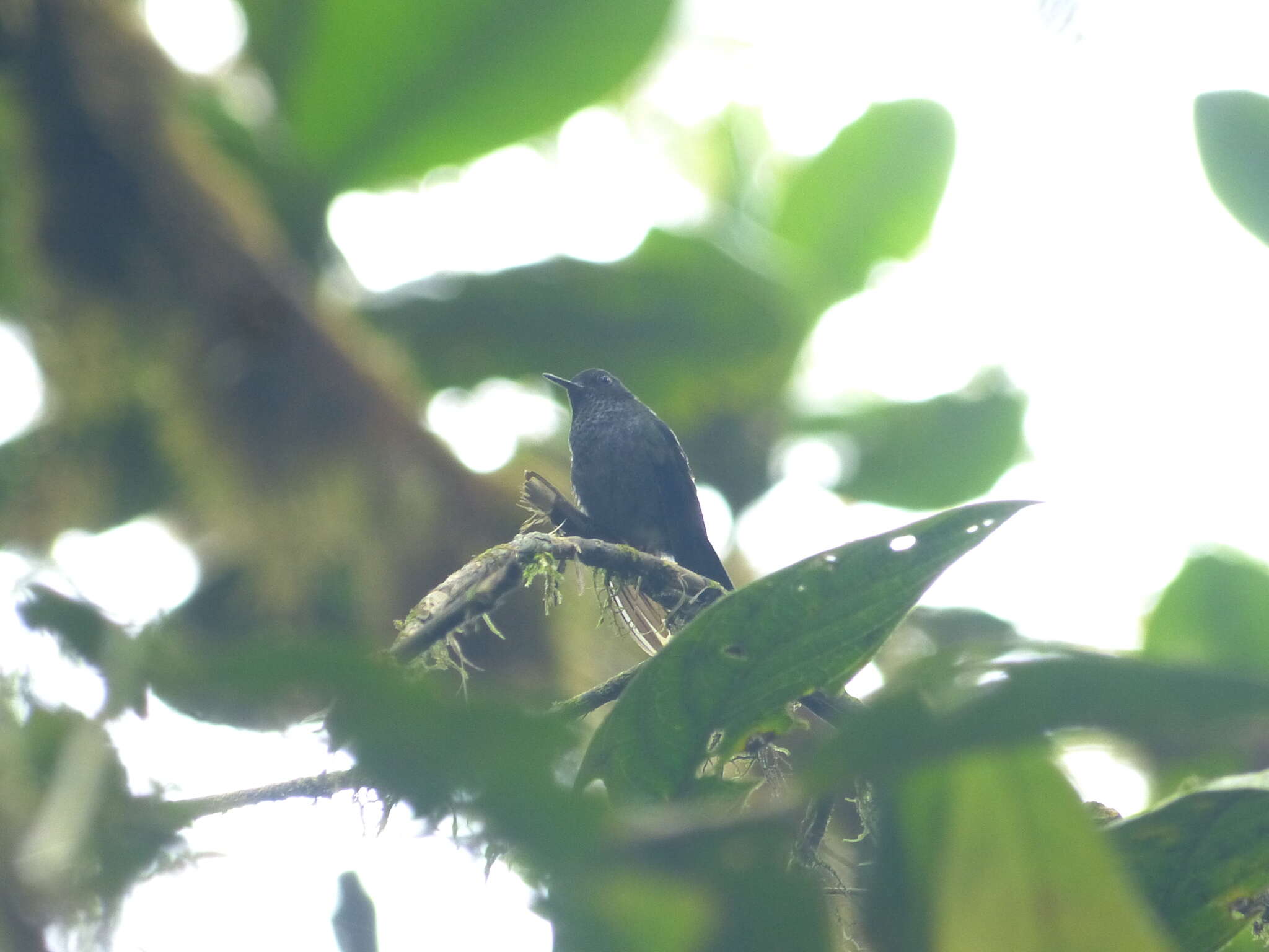 Image of Hoary Puffleg