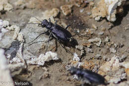 Image of Cicindela (Cicindelidia) amargosae Dahl 1939