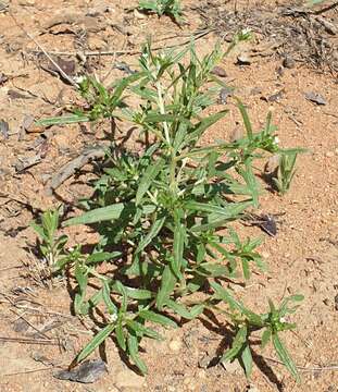 Image of Euploca strigosa (Willd.) Diane & Hilger