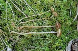 Plancia ëd Galerina paludosa (Fr.) Kühner 1935