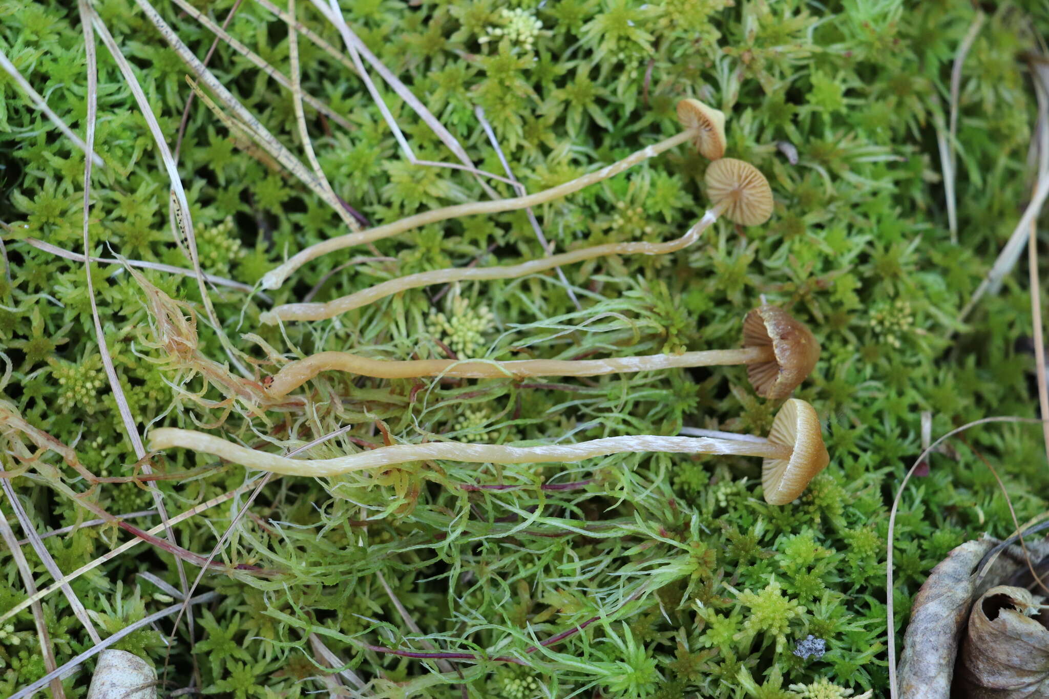 Plancia ëd Galerina paludosa (Fr.) Kühner 1935