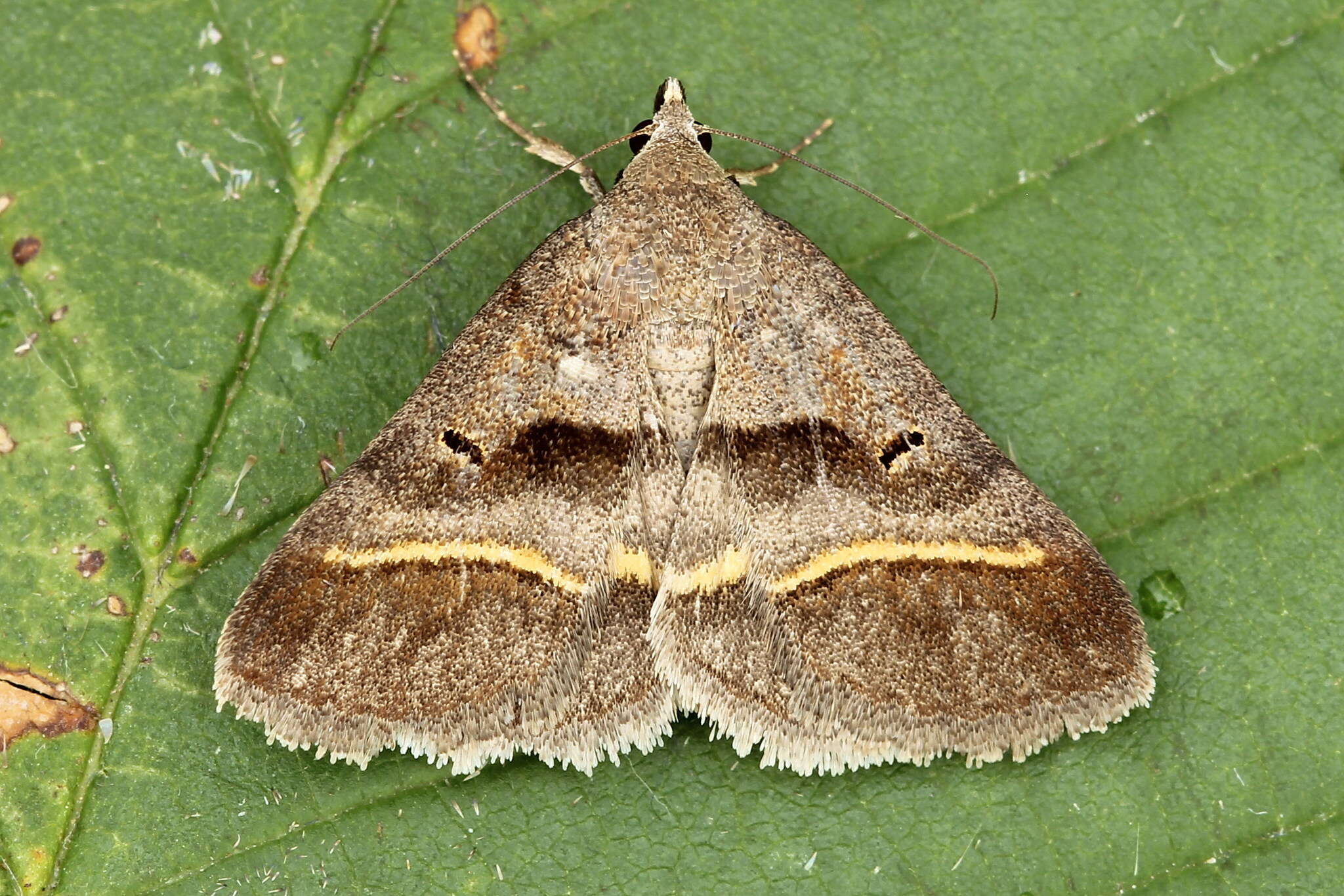 Image of Acantholipes regularis Hübner 1813