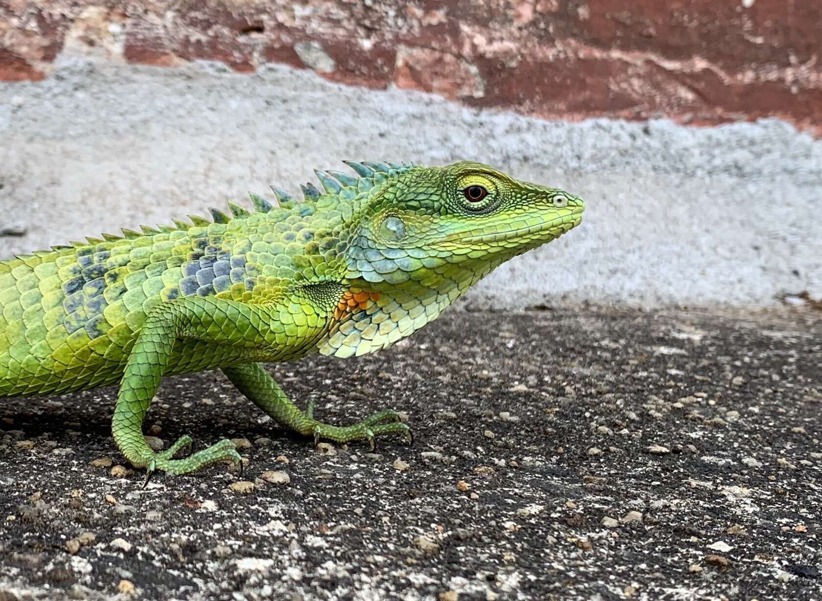 Image of Big Scaled Variable Lizard