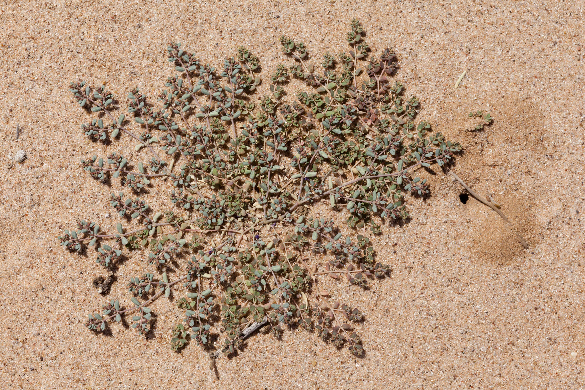 Image of boquillas sandmat