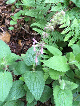 Слика од Stachys bullata Benth.