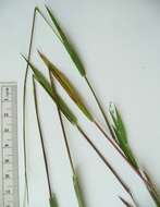 Image of Lindheimer panicgrass