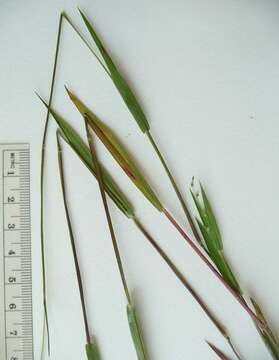 Image of Lindheimer panicgrass