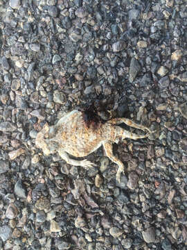 Image of Round-tailed Horned Lizard