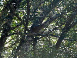 Image of Rusty-browed Warbling Finch