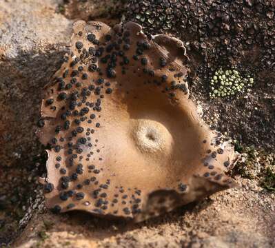 Image of Emery rock tripe