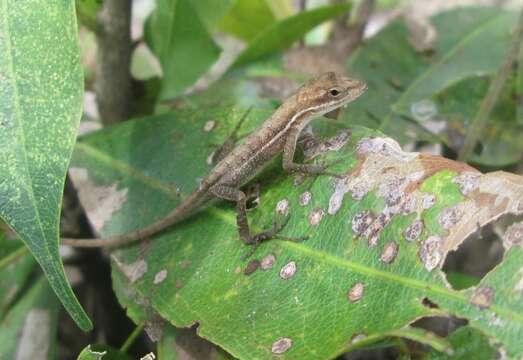 Image of Grass Anole