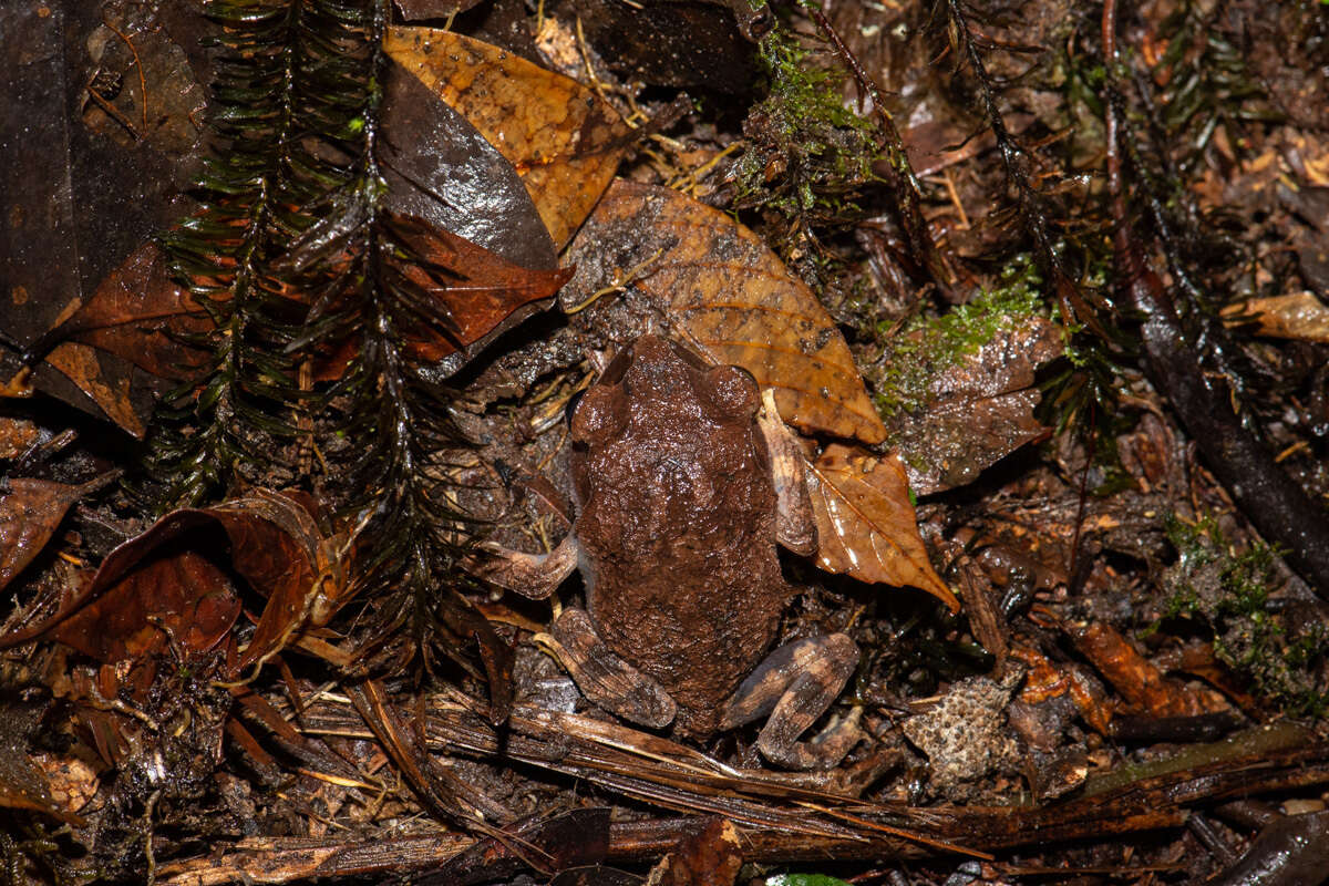 Image of Montane Litter Frog