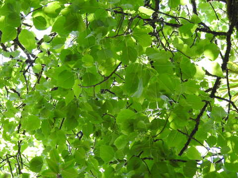 Populus simaroa J. Rzedowski resmi