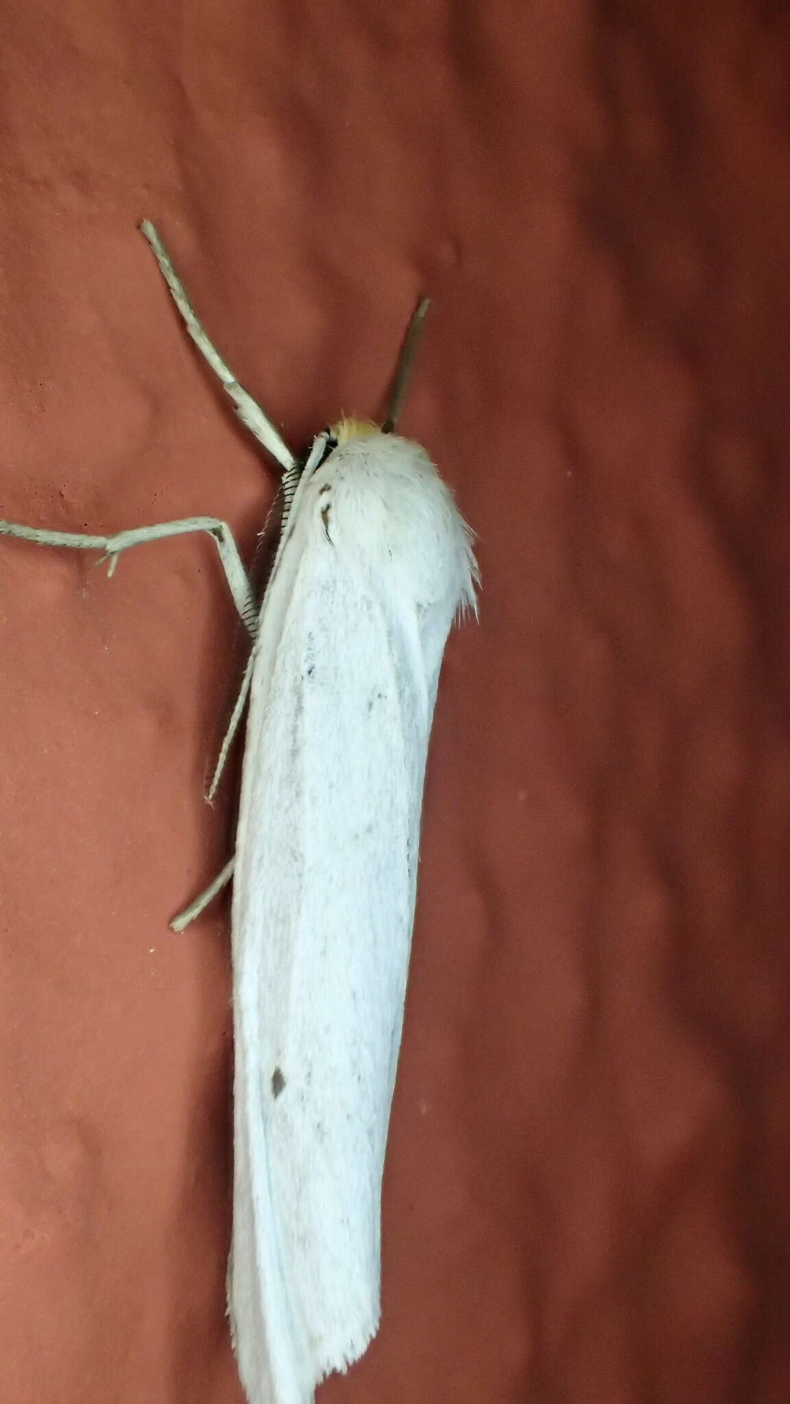 Image of <i>Coscinia chrysocephala</i>