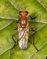 Image of Sciomyza aristalis (Coquillett 1901)