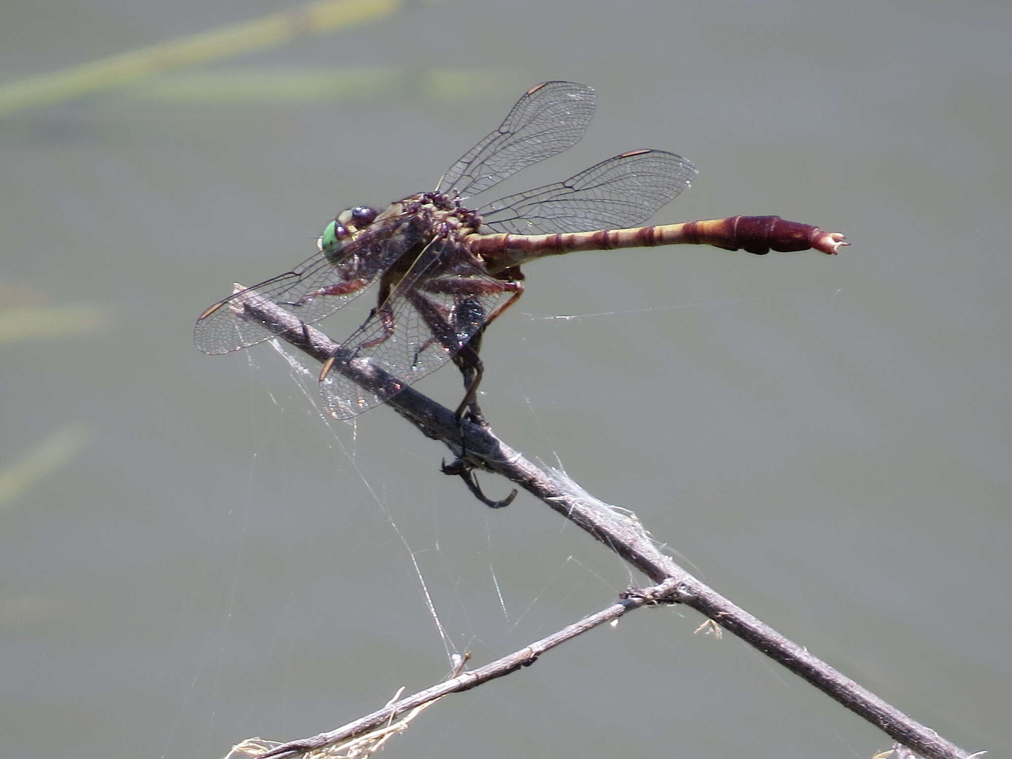 Imagem de Arigomphus pallidus (Rambur 1842)