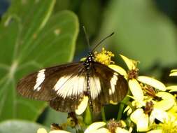 Image de Acraea esebria Hewitson 1861