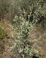 Image of slender bushmallow