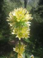 Image of Gentiana burseri subsp. burseri