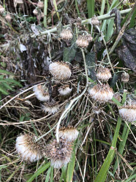 Image of Carduinae