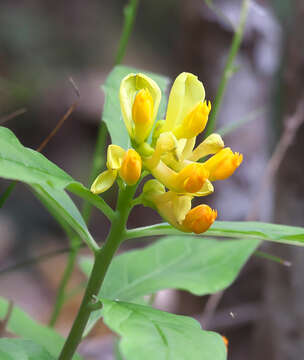 Image of Polygala reinii Franch. & Sav.