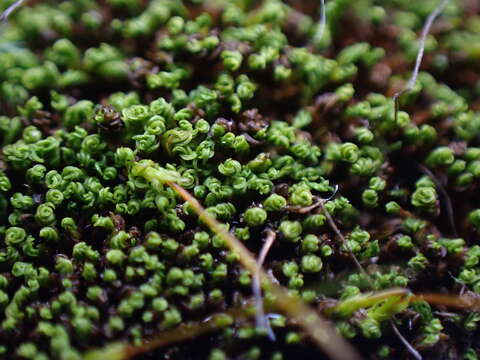 Image of revolute beard-moss