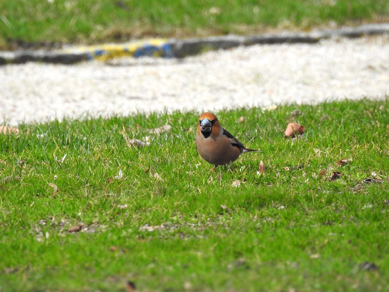 Image of Coccothraustes Brisson 1760