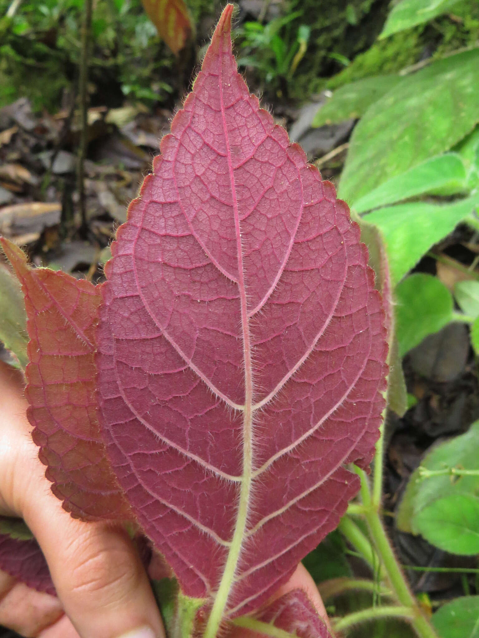 Imagem de Kohleria amabilis (Planch. & Linden) Fritsch