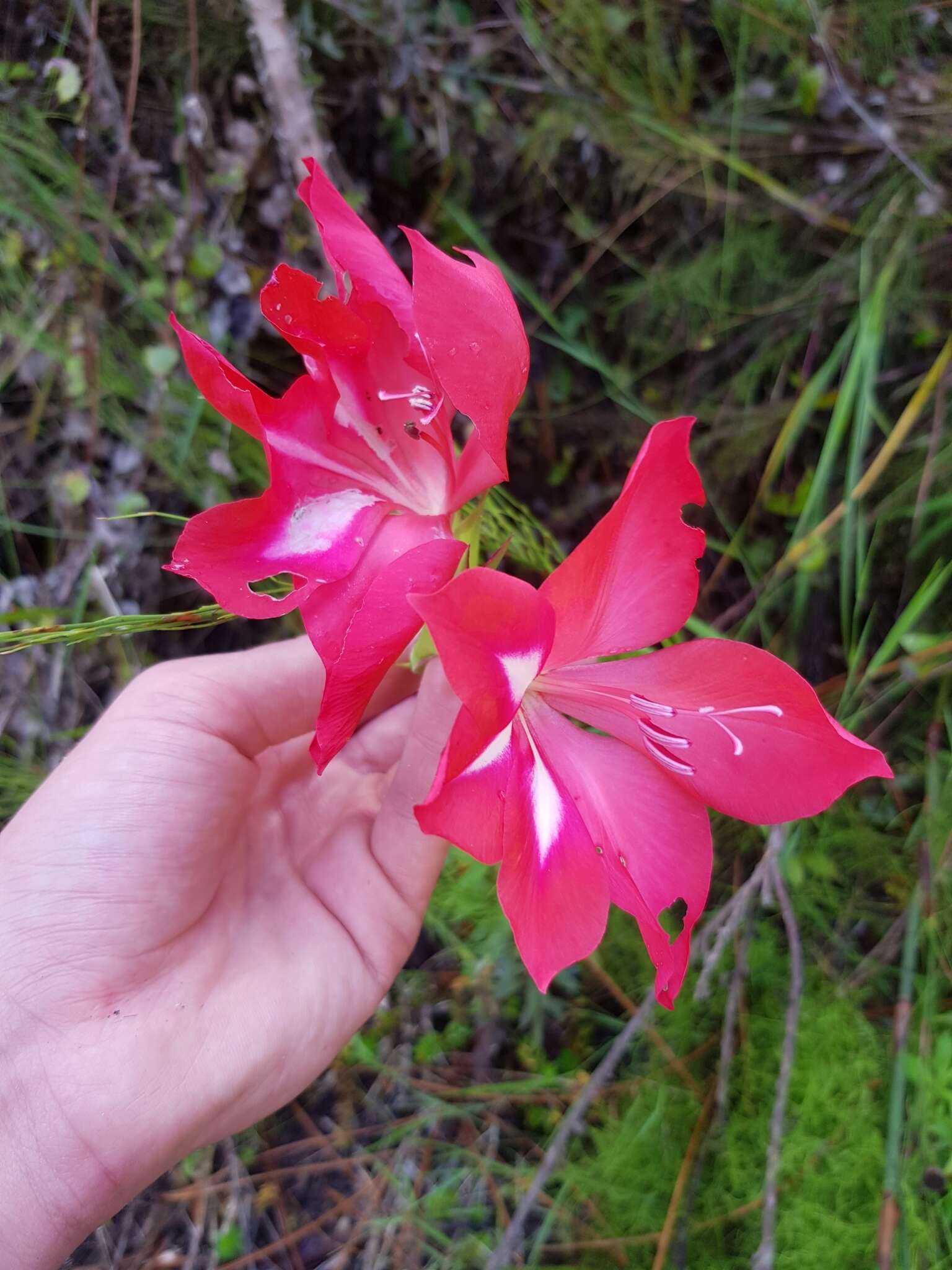 Image of Gladiolus sempervirens G. J. Lewis