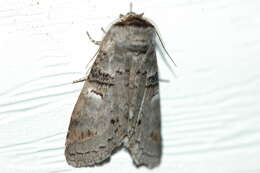 Image of Linden Prominent