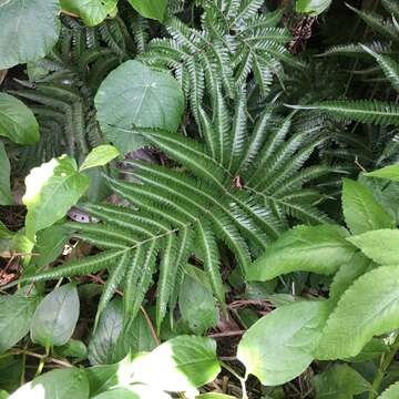 Image of Pteris minor (Hieron.) Y. S. Chao