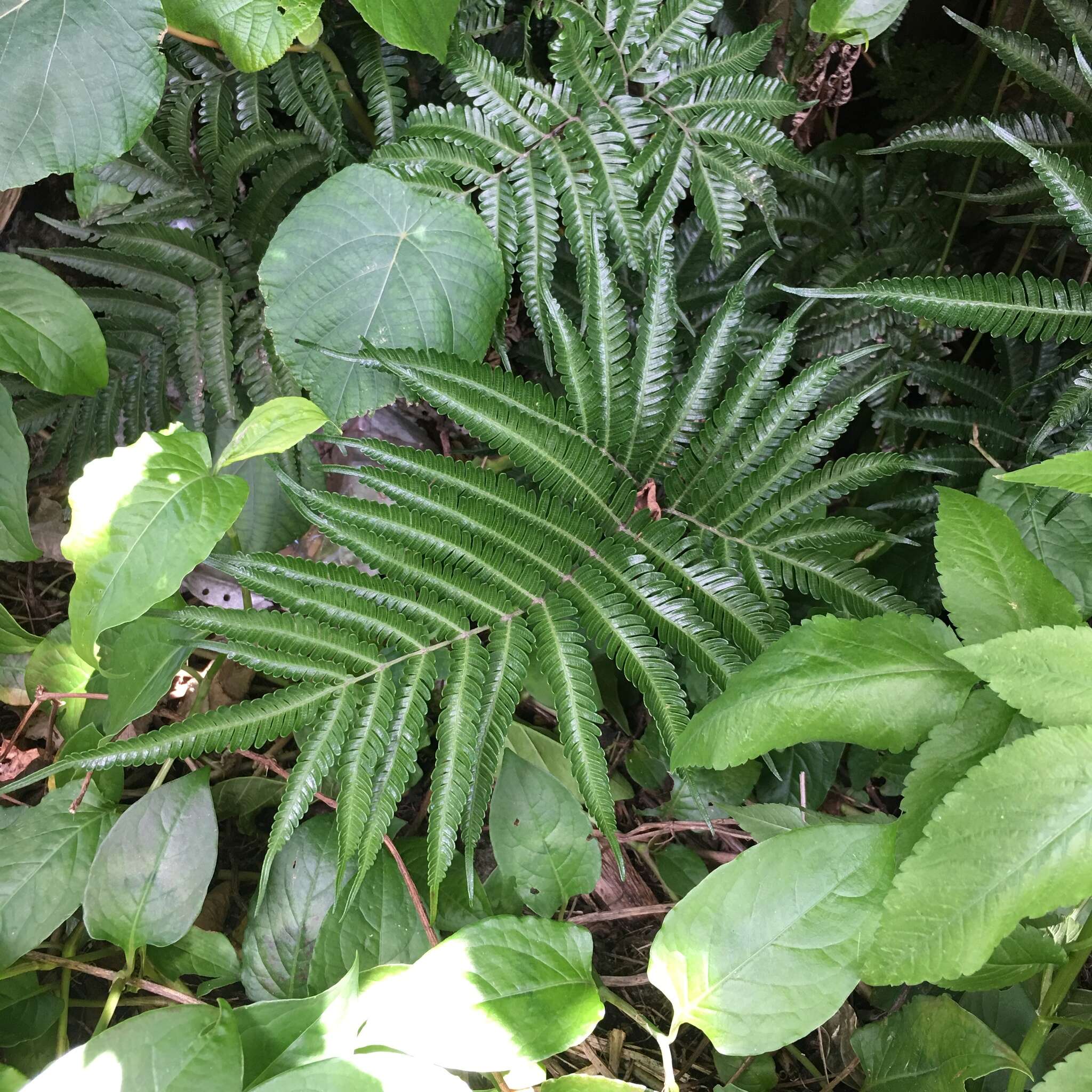 Sivun Pteris minor (Hieron.) Y. S. Chao kuva