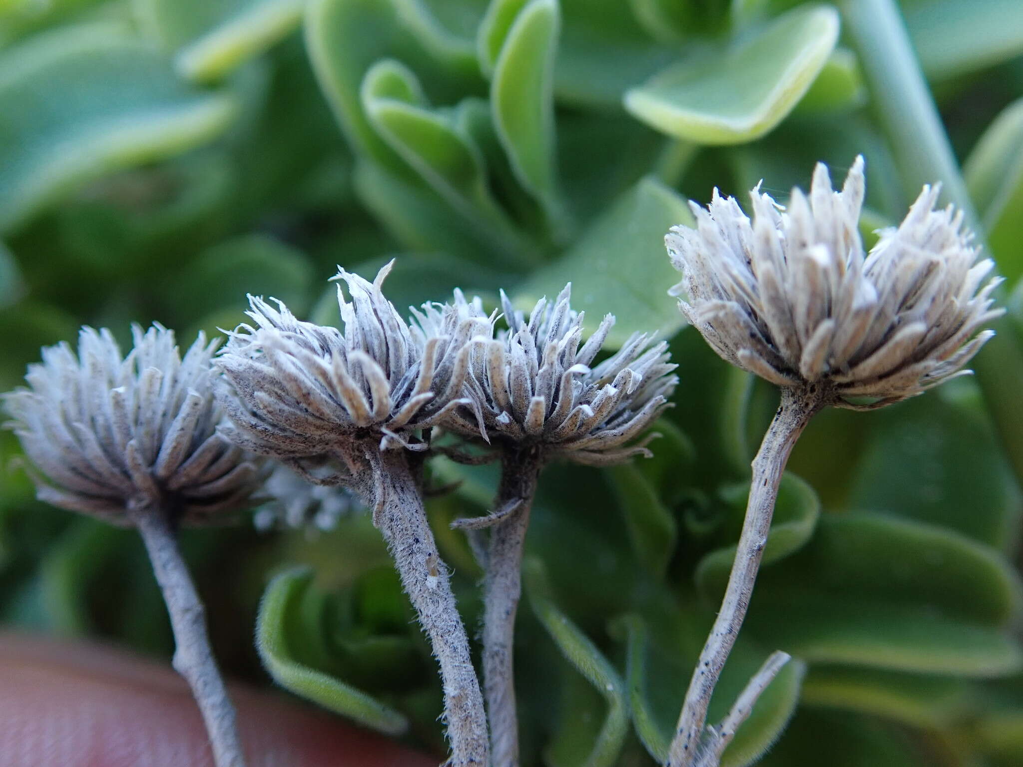 Image of Amellus asteroides (L.) Druce