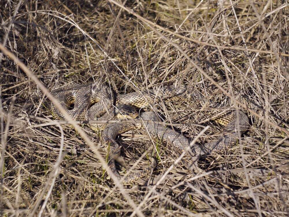 Image of East-Four-lined Ratsnake