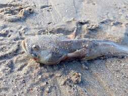 Image of Toadfish