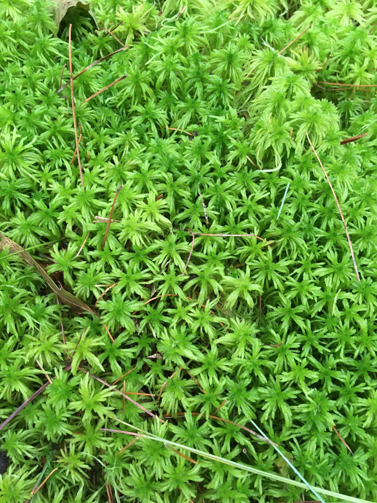 白齒泥炭苔的圖片