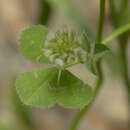 Trifolium nigrescens Viv.的圖片