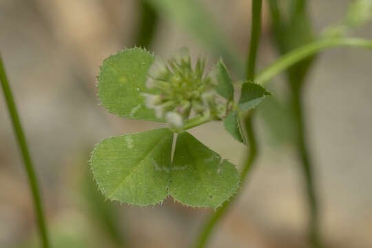 Sivun Trifolium nigrescens Viv. kuva