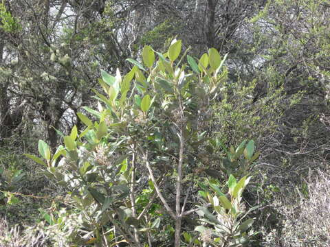 Image of Olearia avicenniifolia (Raoul) Hook. fil.