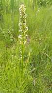 Dactylorhiza incarnata subsp. ochroleuca (Wüstnei ex Boll) P. F. Hunt & Summerh. resmi