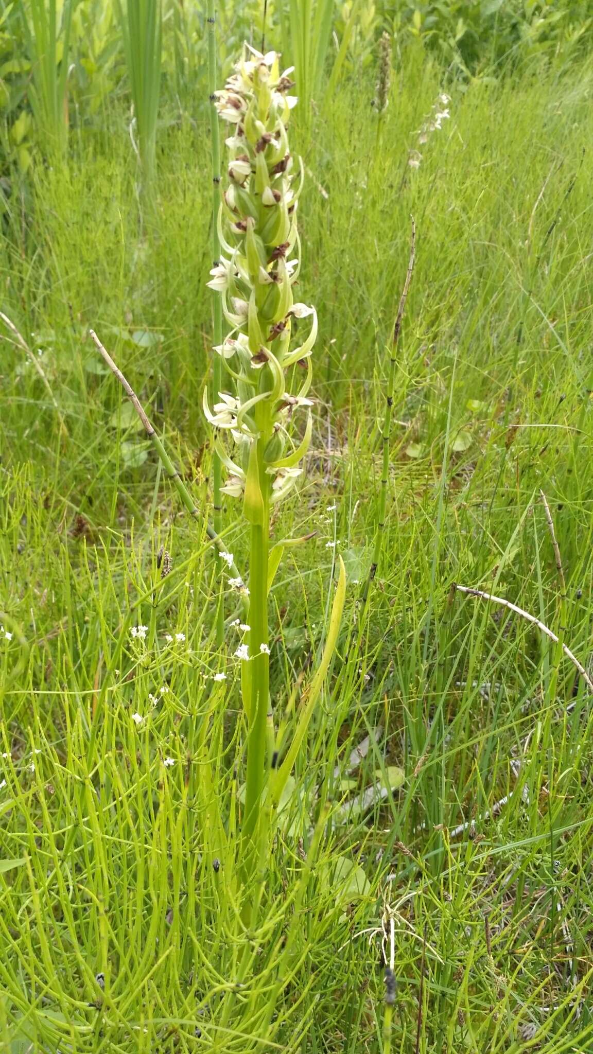 Dactylorhiza incarnata subsp. ochroleuca (Wüstnei ex Boll) P. F. Hunt & Summerh. resmi