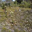 Sivun Richea acerosa (Lindley) F. Muell. kuva