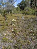 Sivun Richea acerosa (Lindley) F. Muell. kuva
