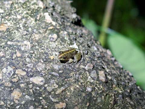 Fejervarya multistriata (Hallowell 1861)的圖片